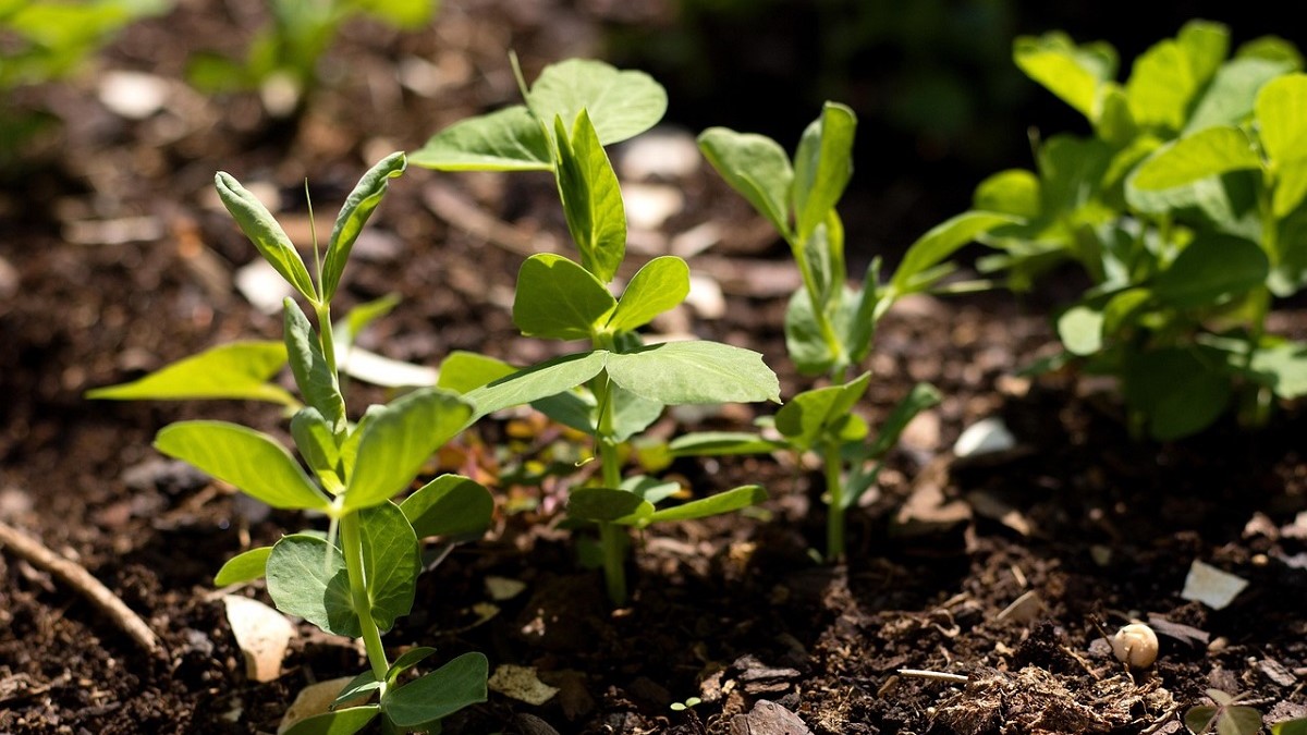 El guisante pierde rentabilidad pero mejora el suelo